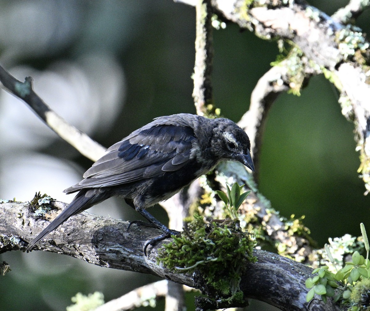 Shiny Cowbird - ML646426539