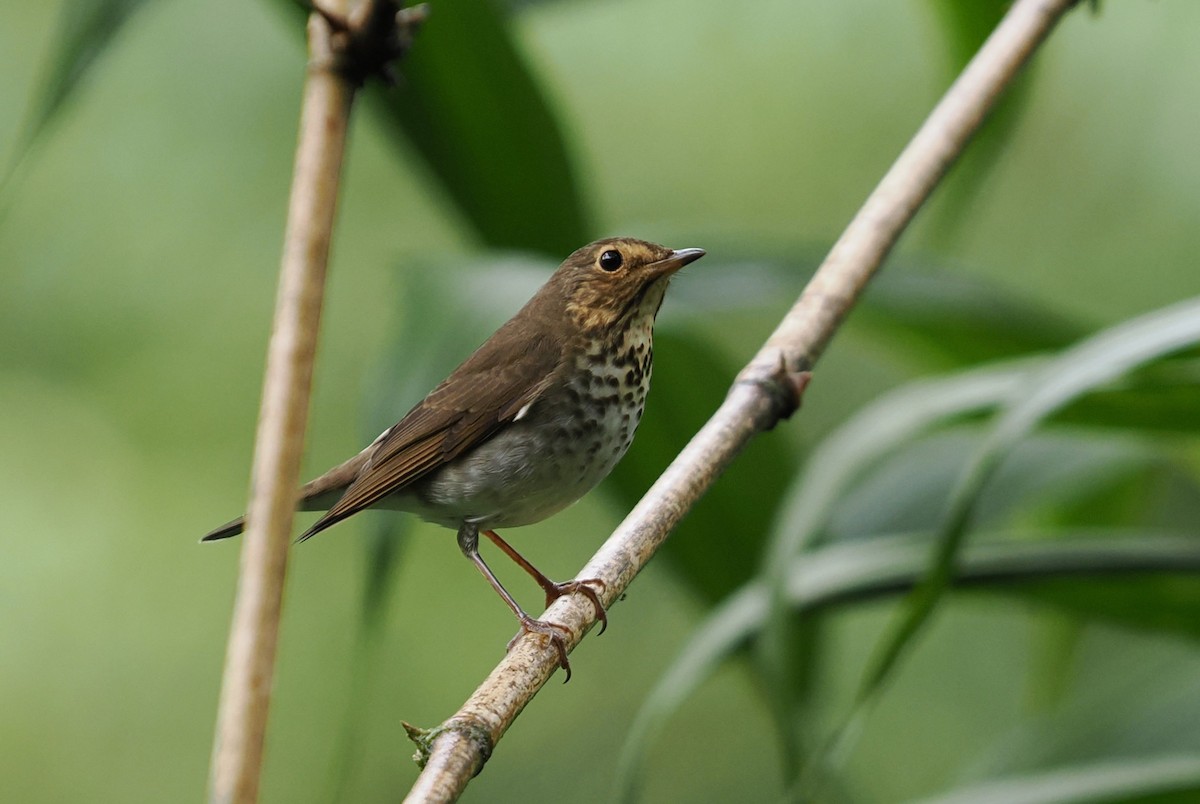 Swainson's Thrush - ML646426542