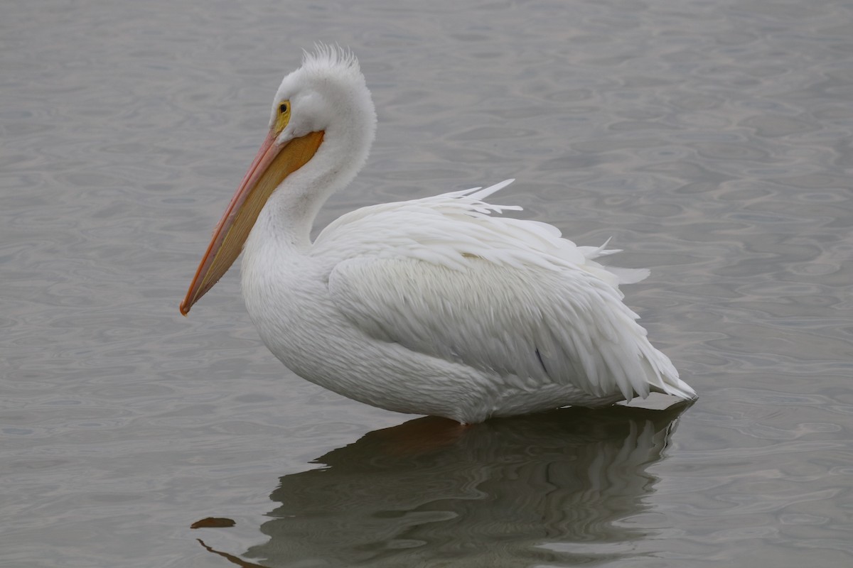 American White Pelican - ML646426543