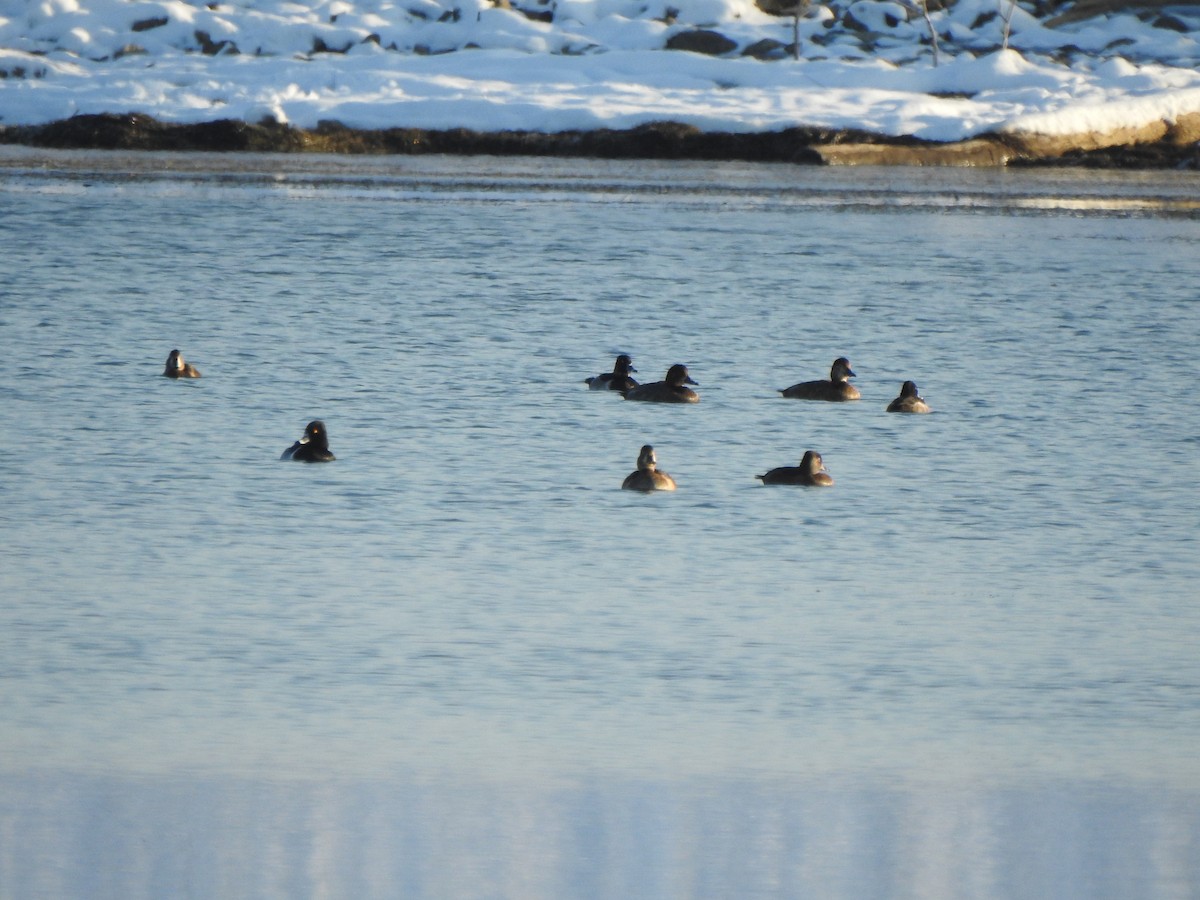 Ring-necked Duck - ML646426544
