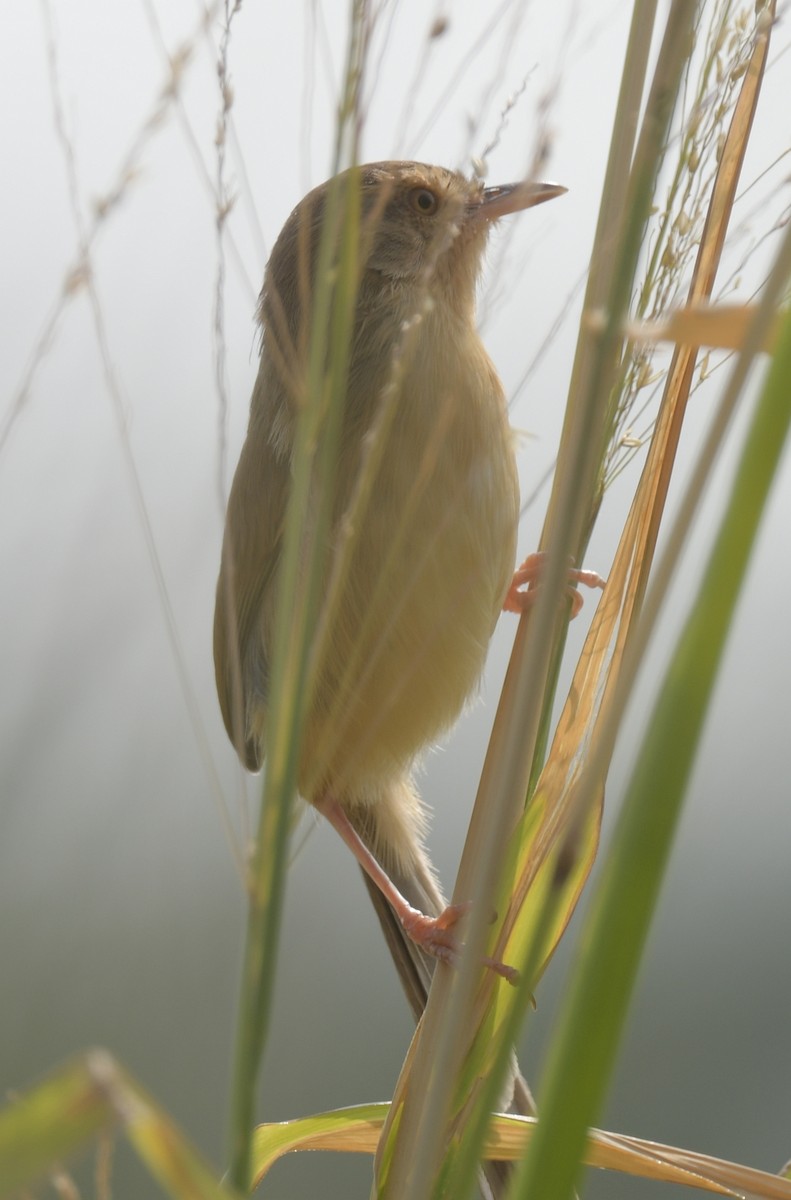 アジアマミハウチワドリ - ML646426548