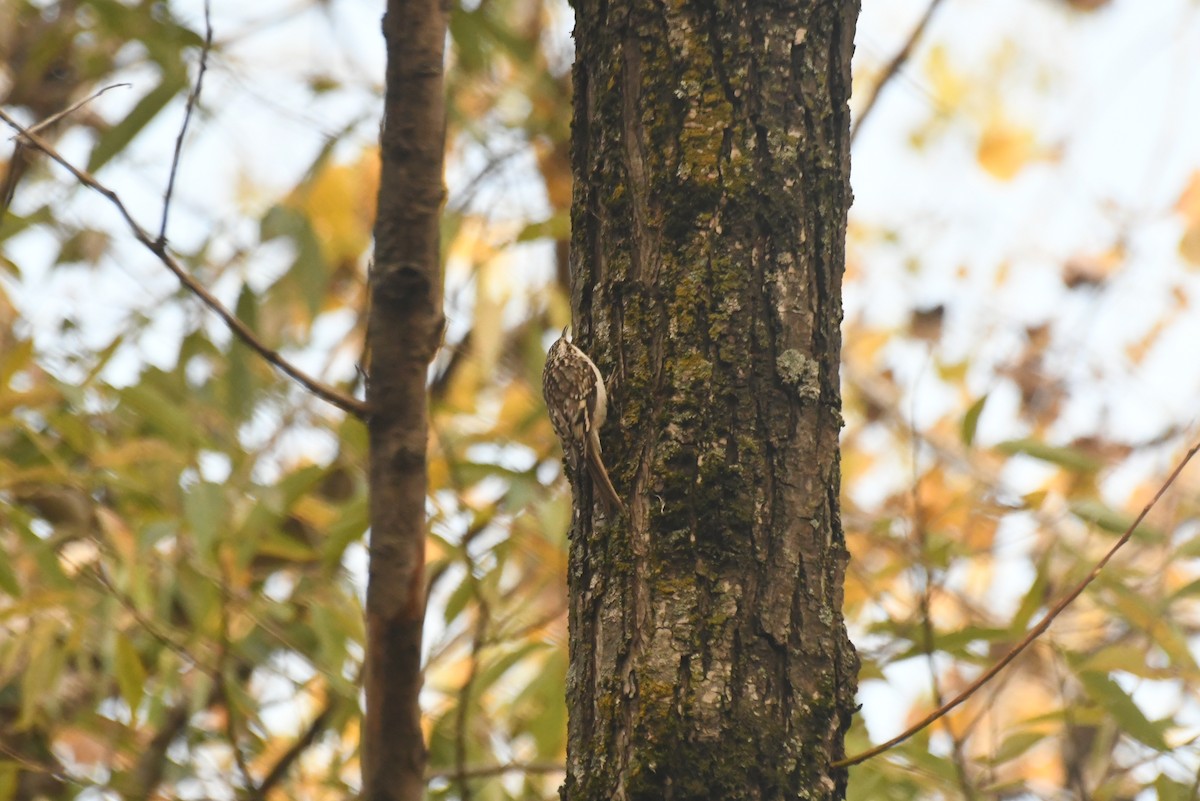 Brown Creeper - ML646426549