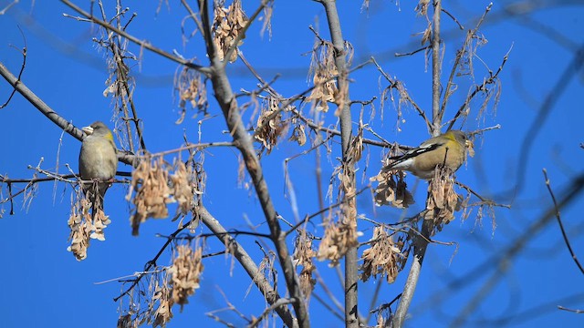 Evening Grosbeak - ML646426550
