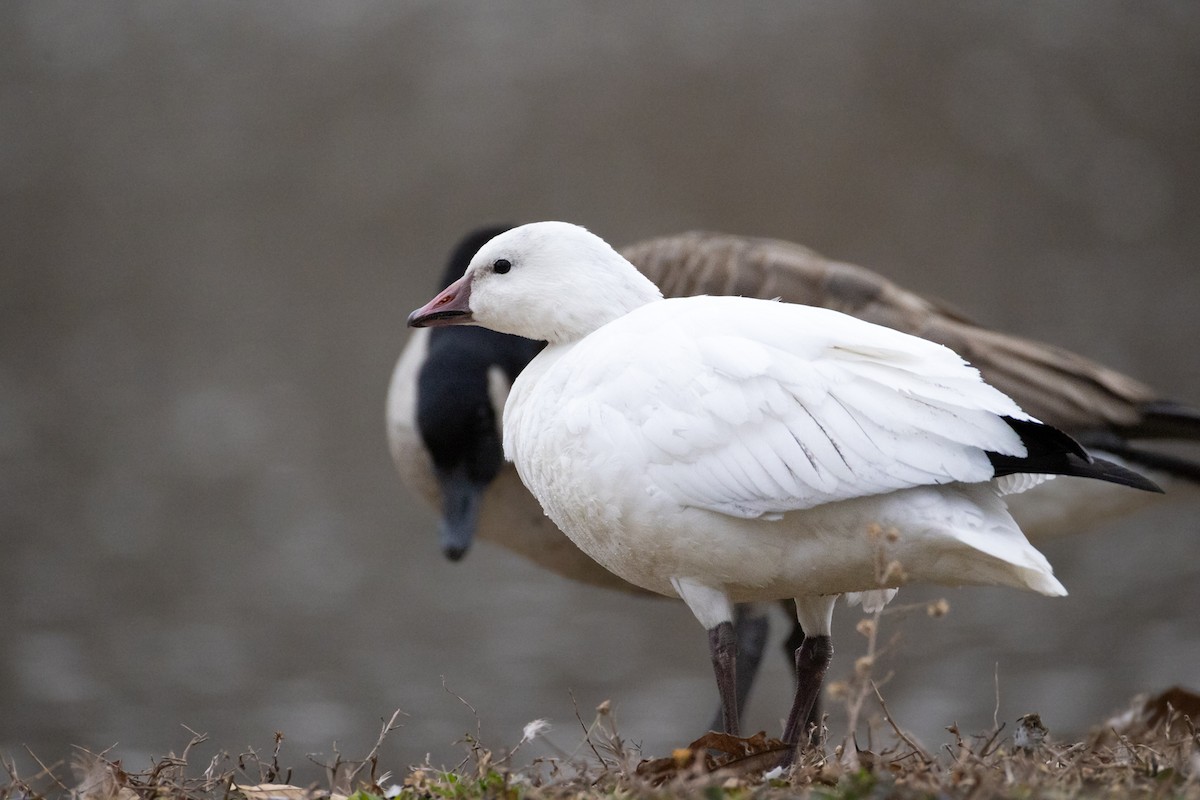 Ross's Goose - ML646426551