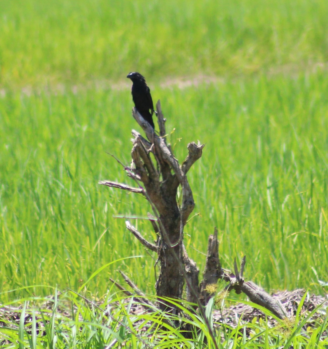 Smooth-billed Ani - ML646426552