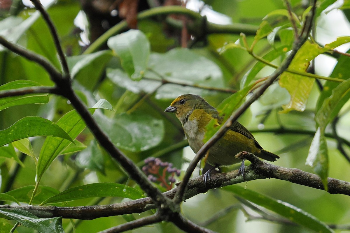 Bronze-green Euphonia - ML646426555