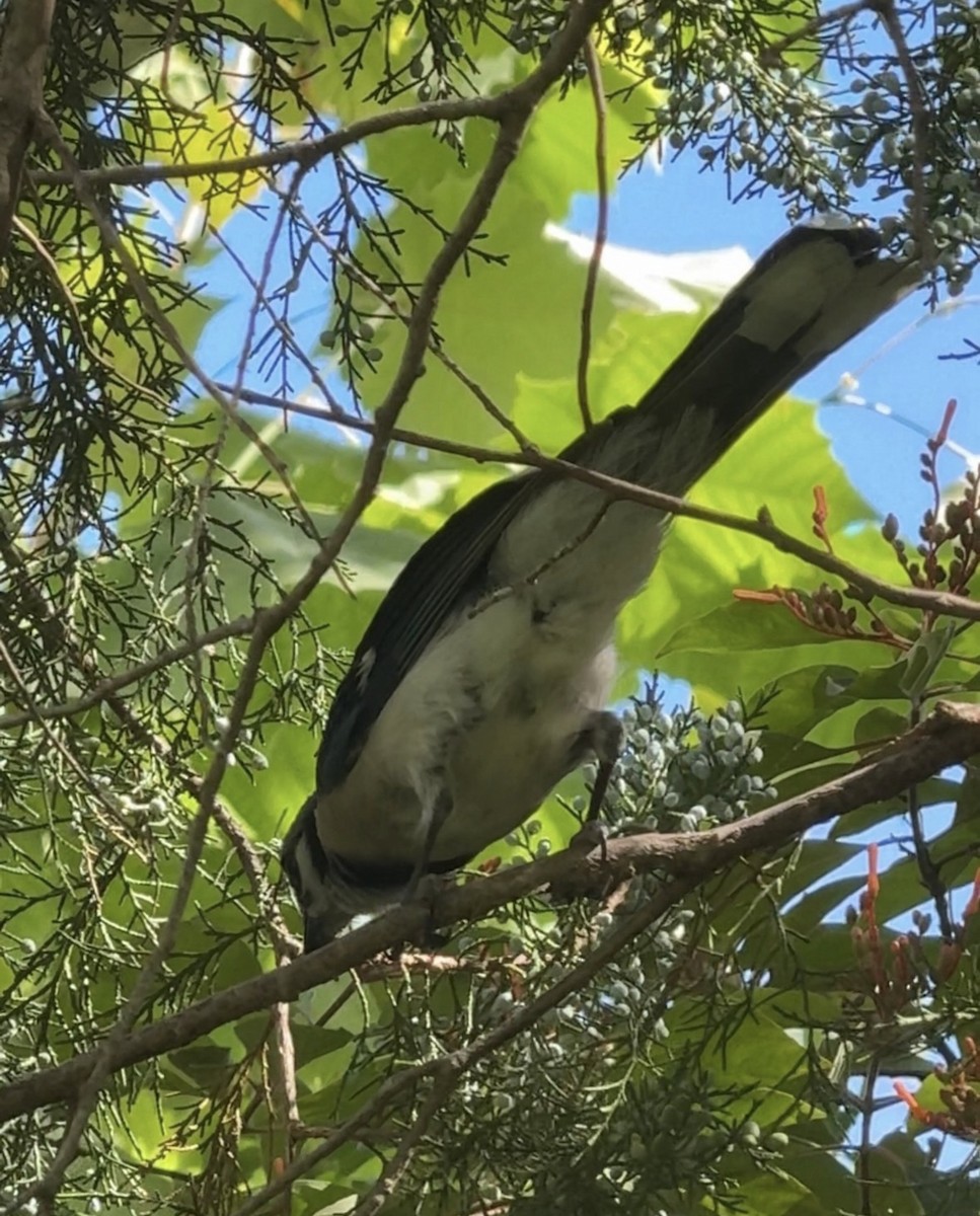 Blue Jay - ML646426559