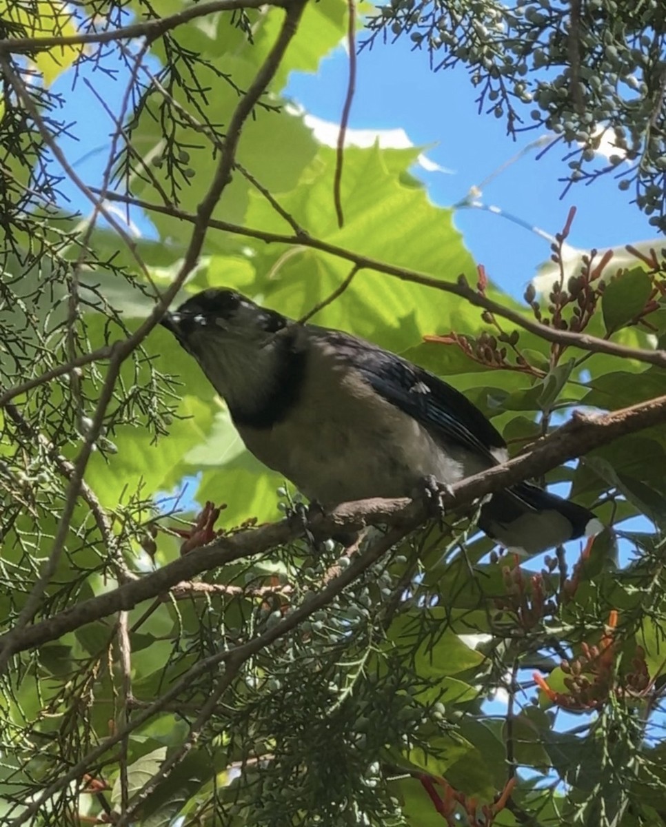 Blue Jay - ML646426560