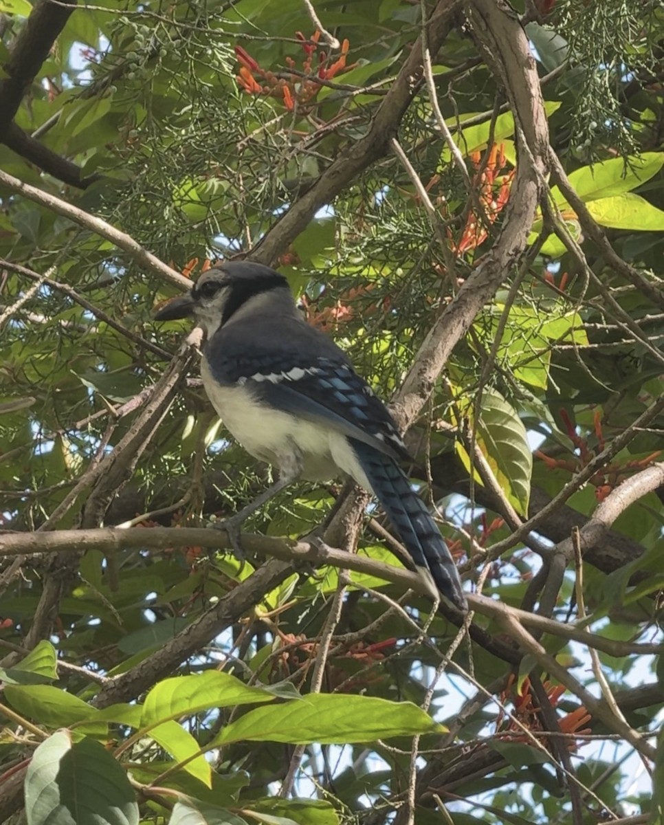 Blue Jay - ML646426561