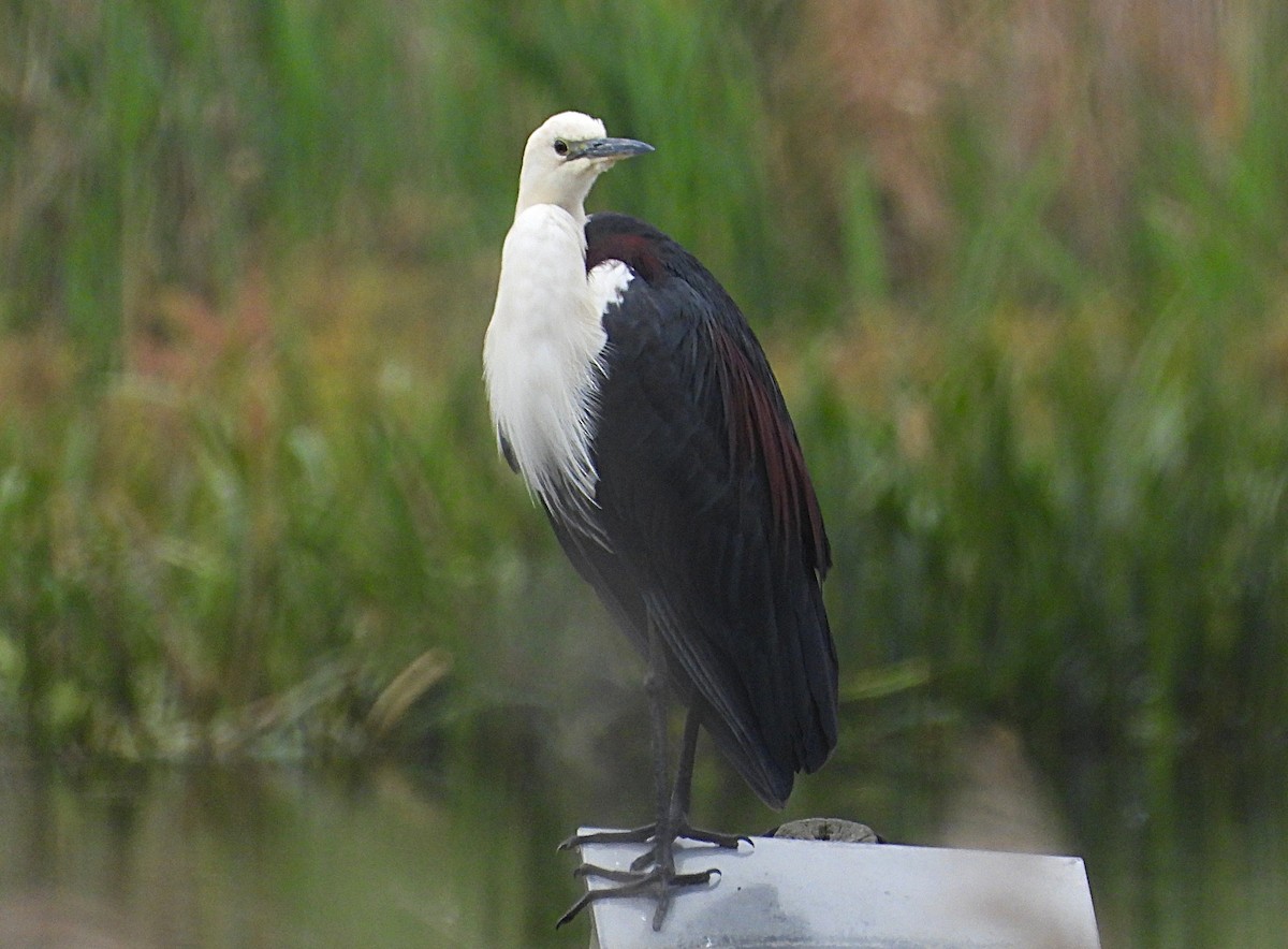 Pacific Heron - ML646426565