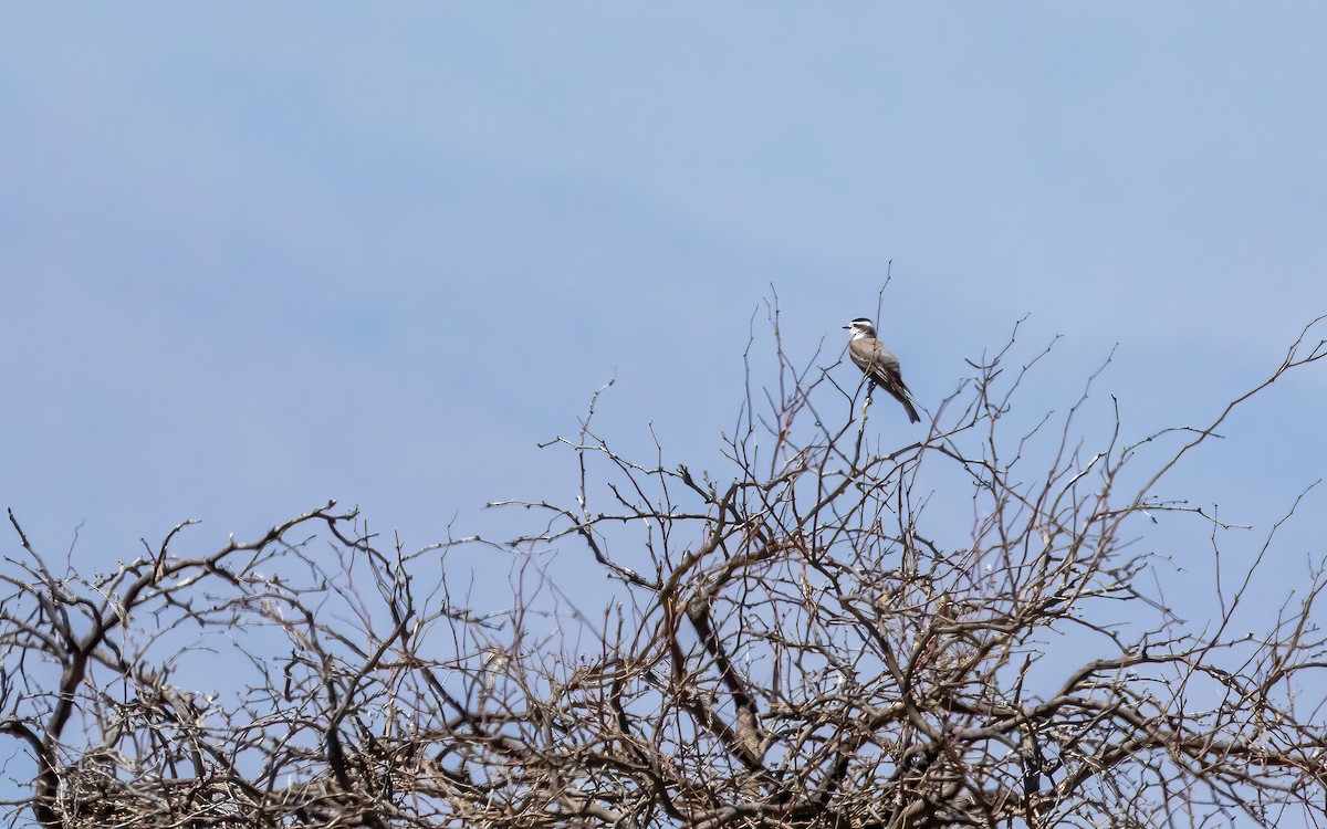 Black-crowned Monjita - ML646426567