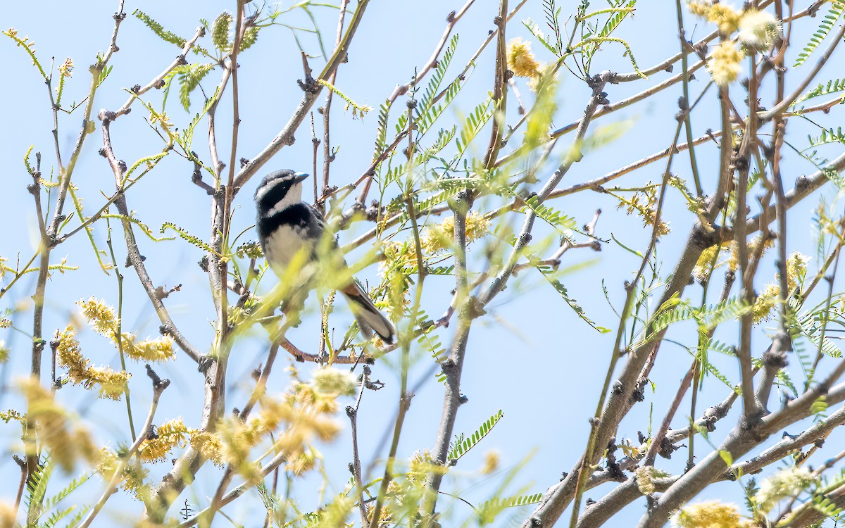 Ringed Warbling Finch - ML646426572