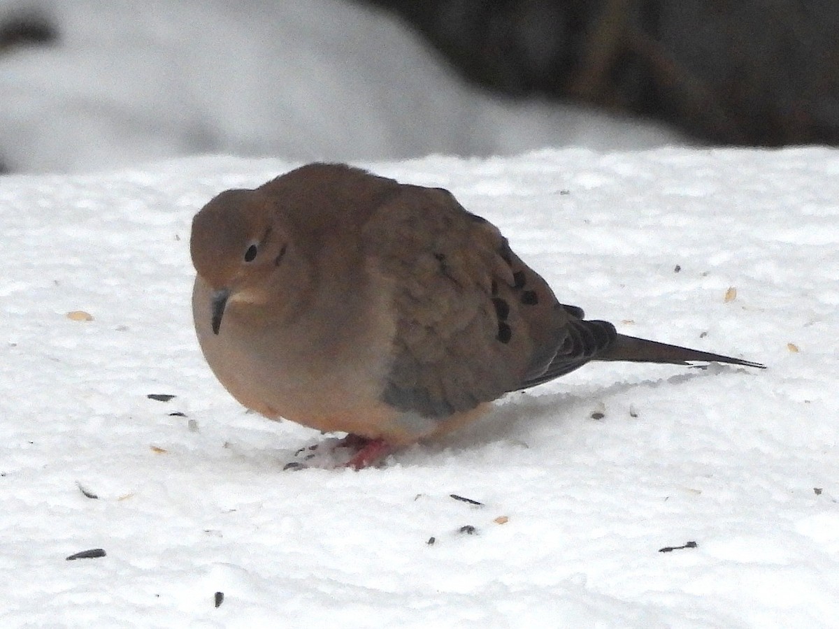 Mourning Dove - ML646426573
