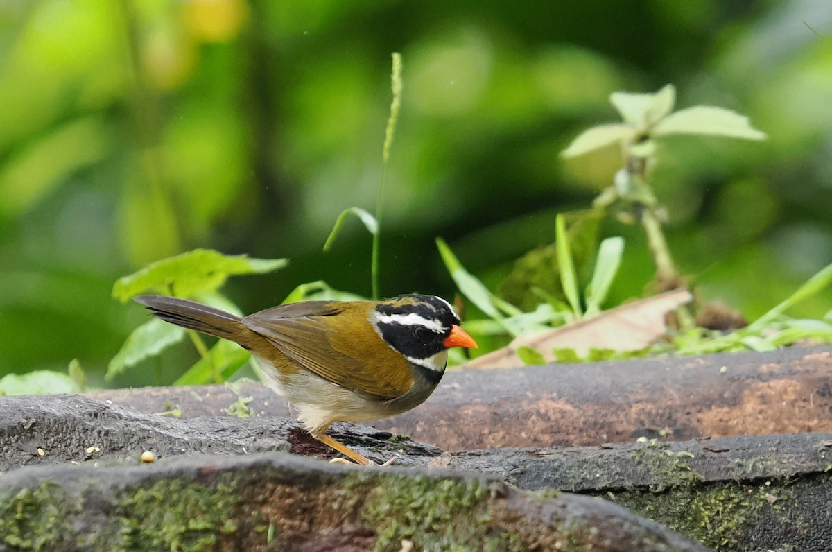 Orange-billed Sparrow - ML646426574