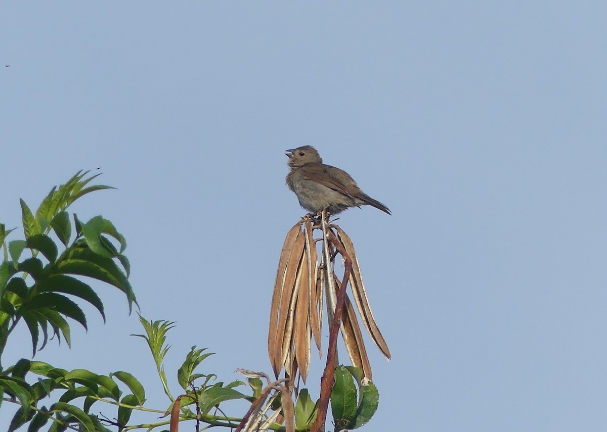 Dull-colored Grassquit - ML646426575
