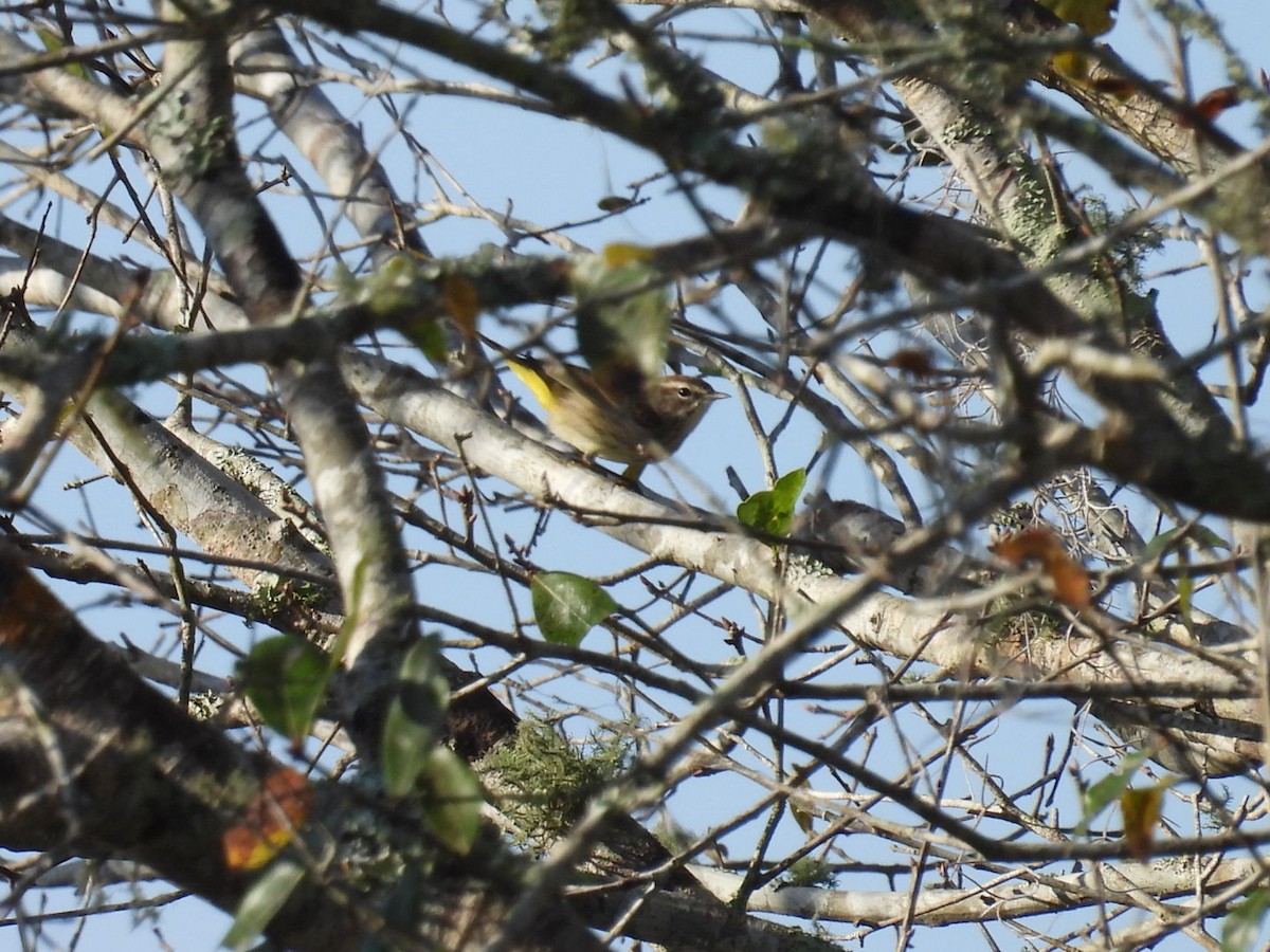 Palm Warbler - ML646426577
