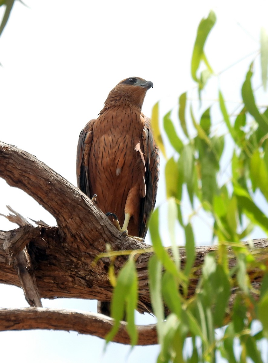 Red Goshawk - ML646426580
