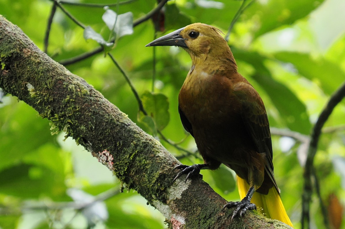 Russet-backed Oropendola - ML646426584