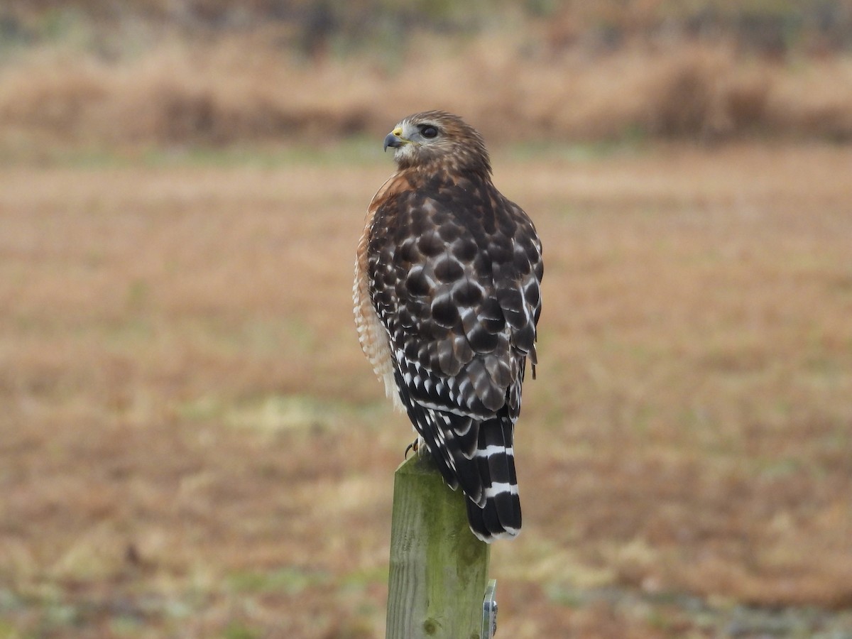 Red-shouldered Hawk - ML646426586