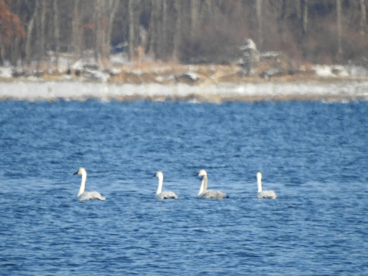 Tundra Swan - ML646426594