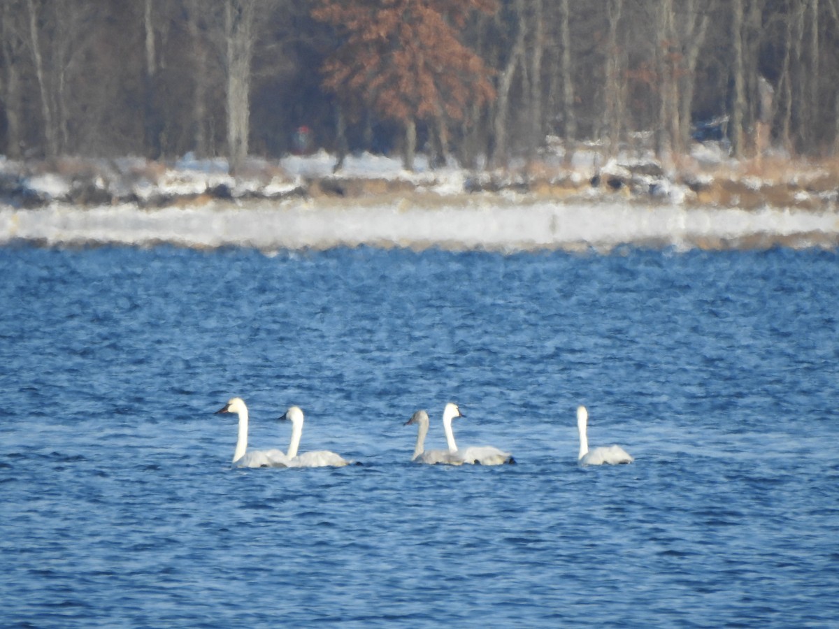 Tundra Swan - ML646426597