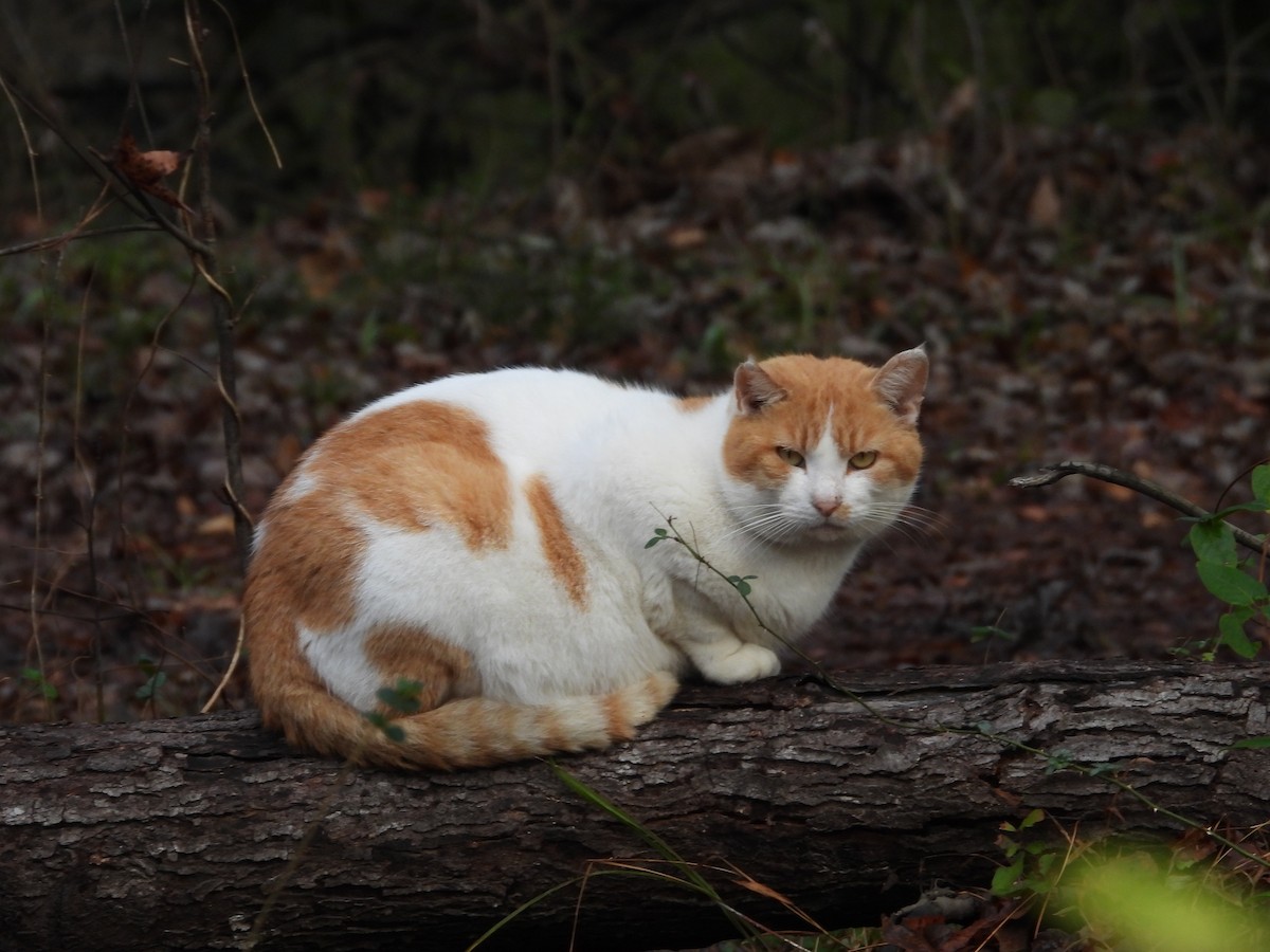 Animals - ML646426599