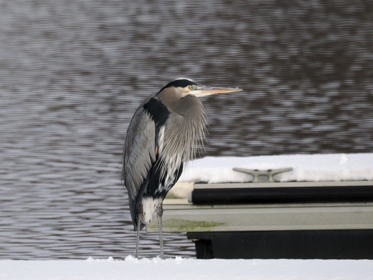 Большая голубая цапля [группа herodias] - ML646426600