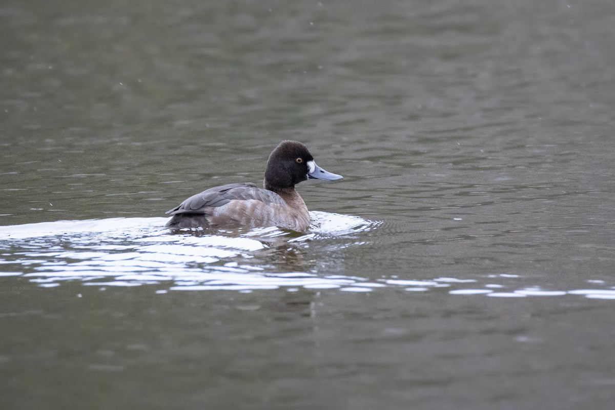 Lesser Scaup - ML646426603