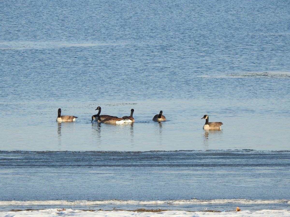 Canada Goose - ML646426605