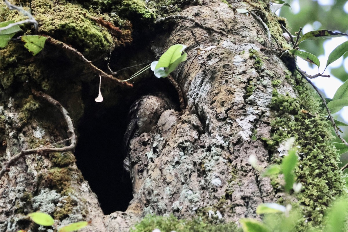 Wallace's Owlet-nightjar - ML646426606