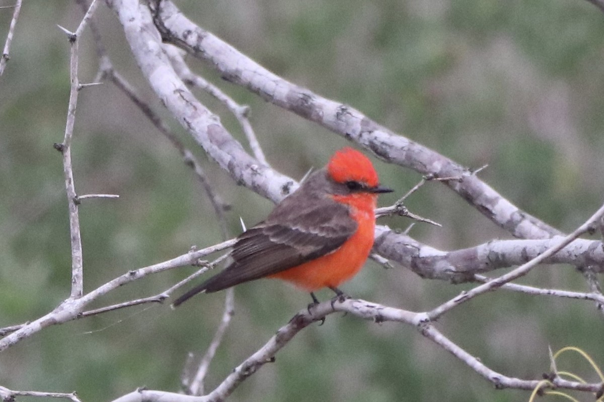 Vermilion Flycatcher - ML646426607