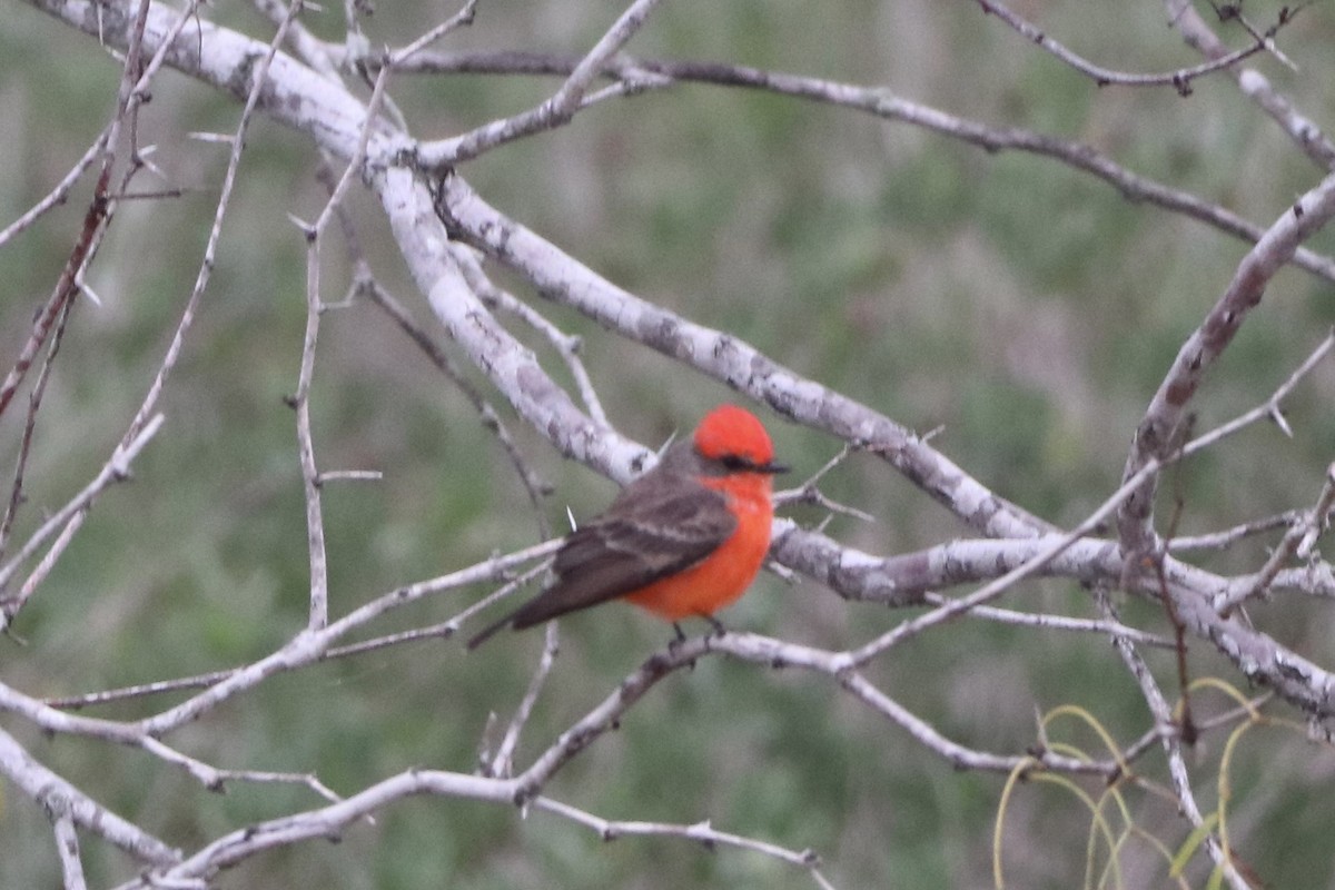 Vermilion Flycatcher - ML646426608
