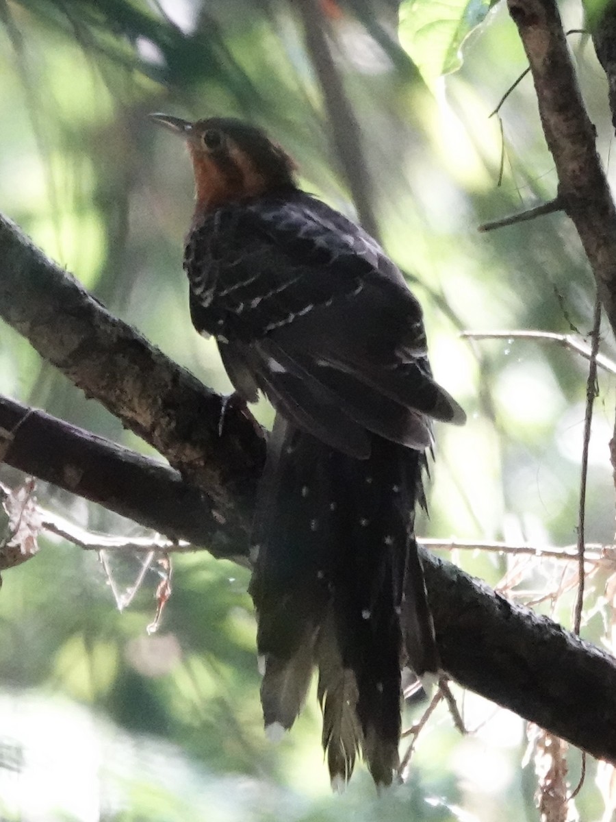 Pavonine Cuckoo - ML646426610