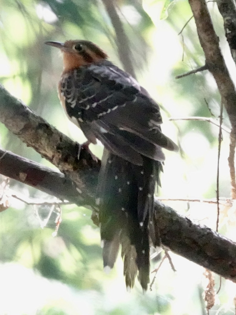 Pavonine Cuckoo - ML646426611