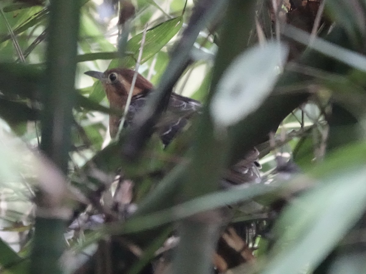 Pavonine Cuckoo - ML646426612