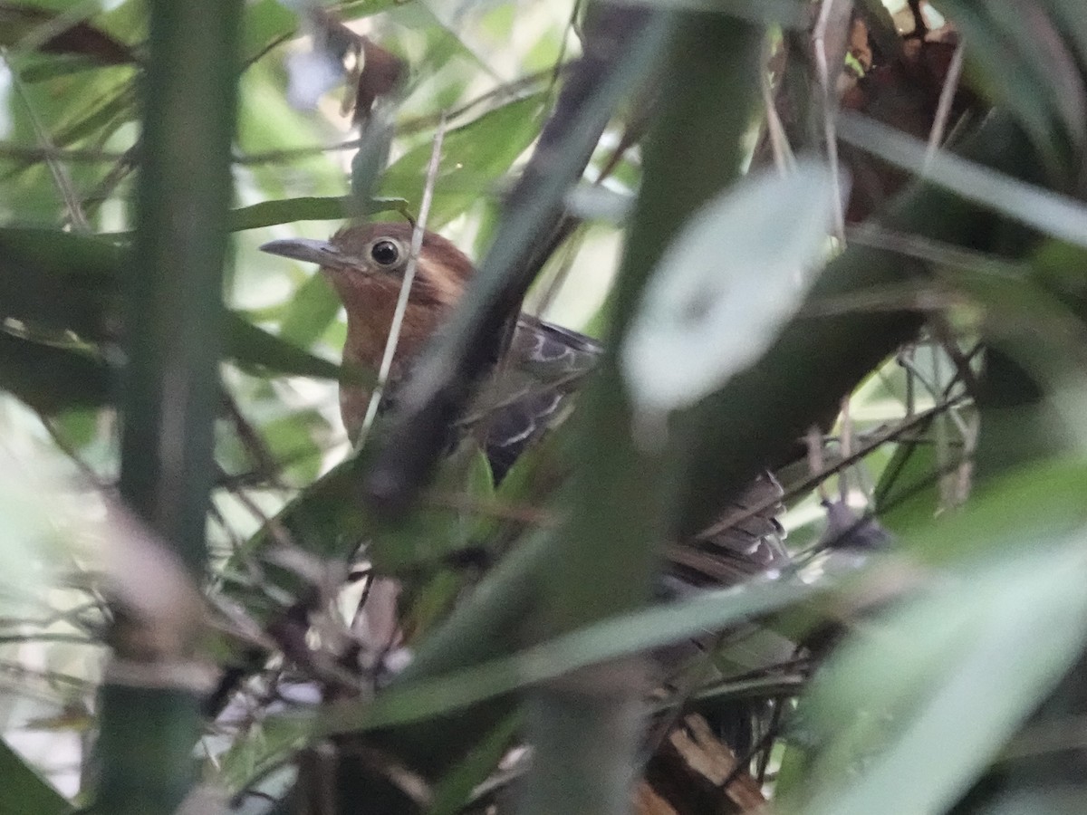 Pavonine Cuckoo - ML646426613