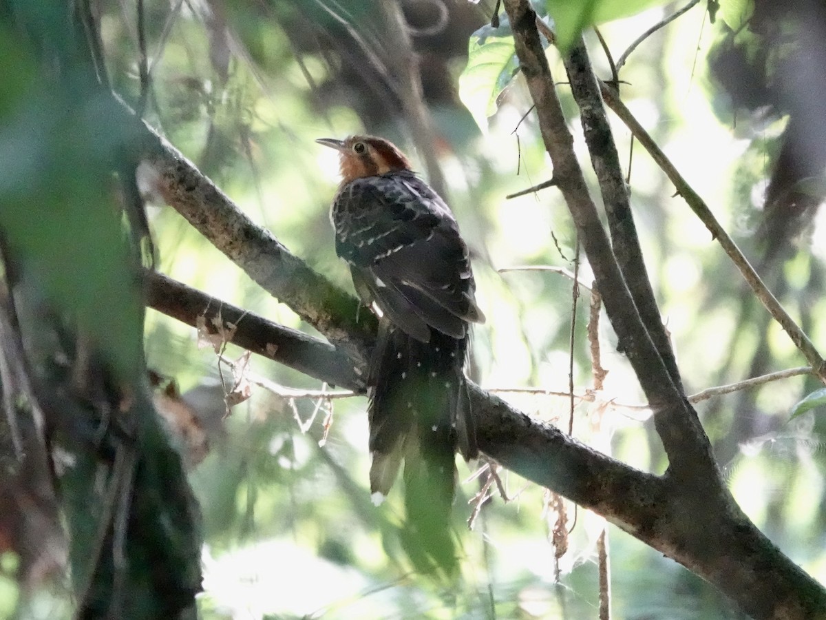 Pavonine Cuckoo - ML646426614