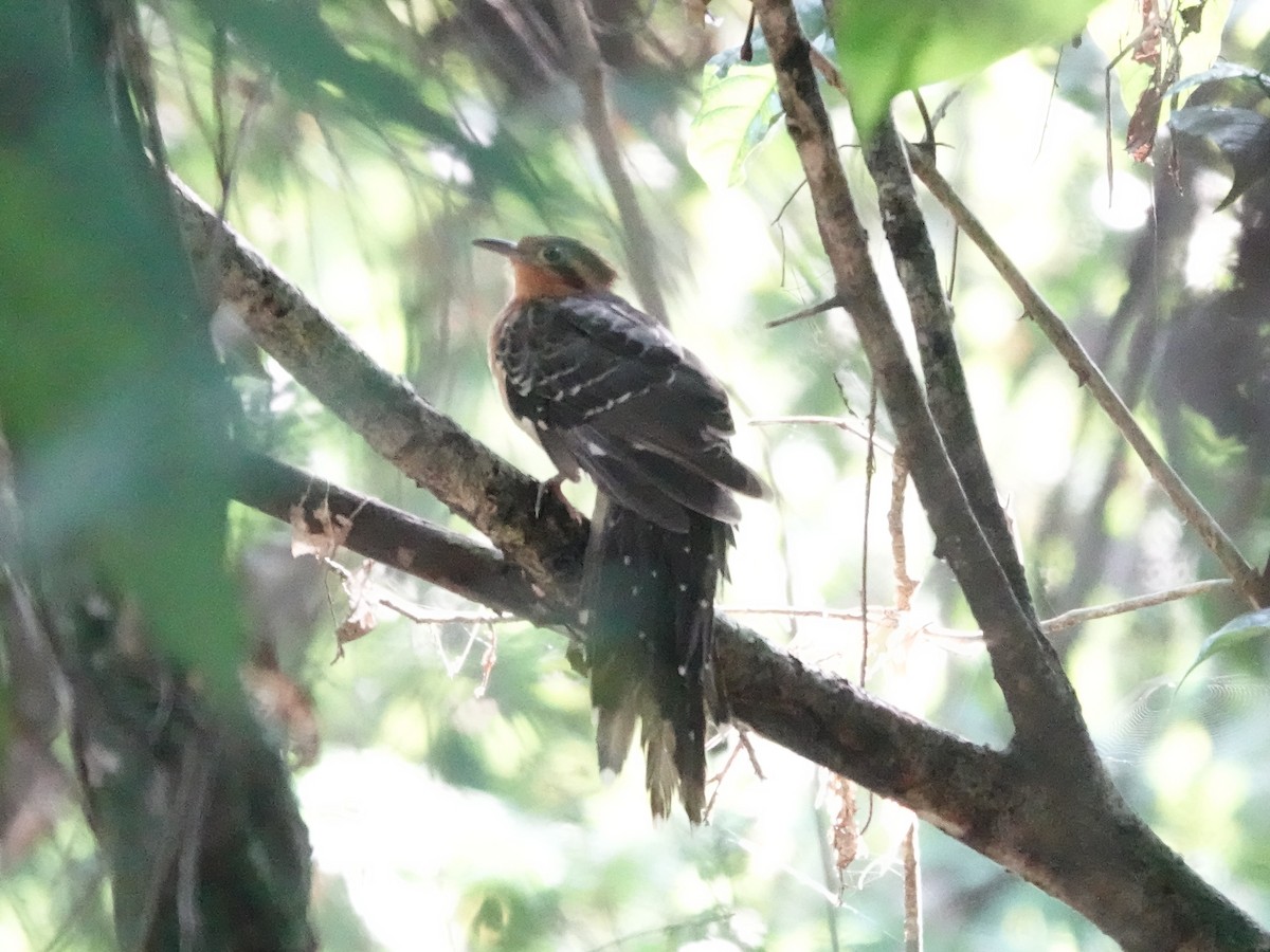 Pavonine Cuckoo - ML646426615