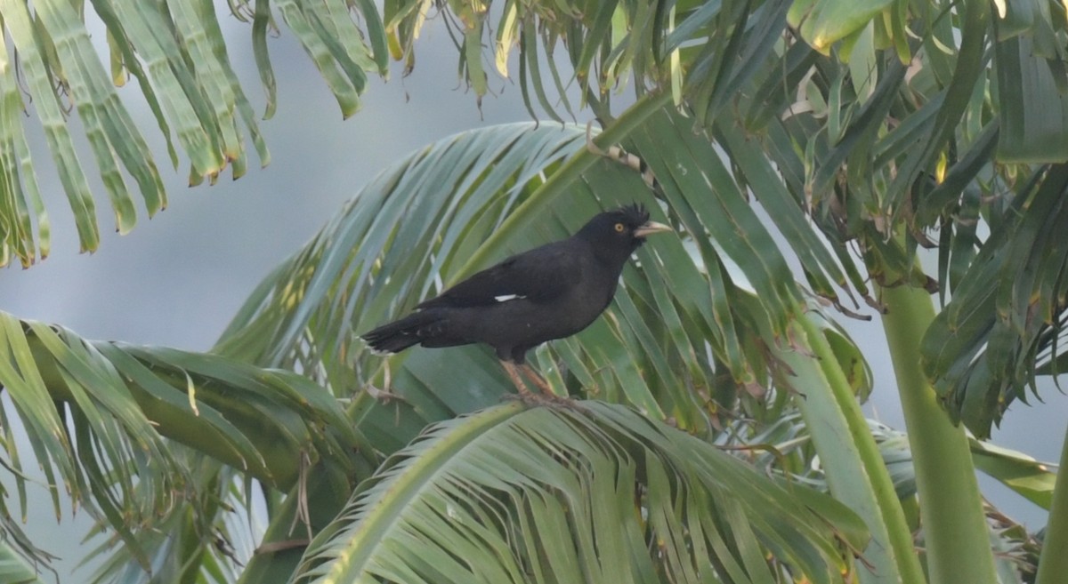 majna chocholatá - ML646426617