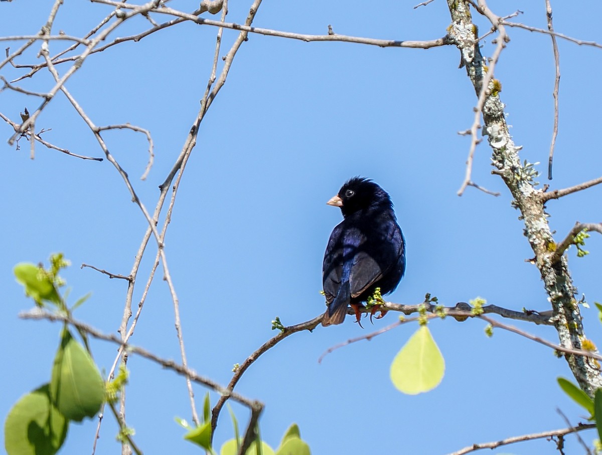 Village Indigobird - ML646426622