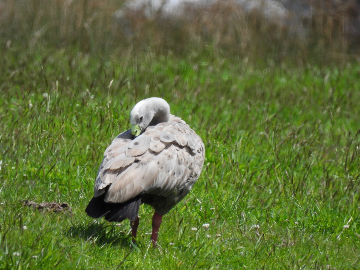 Cape Barren Goose - ML646426633