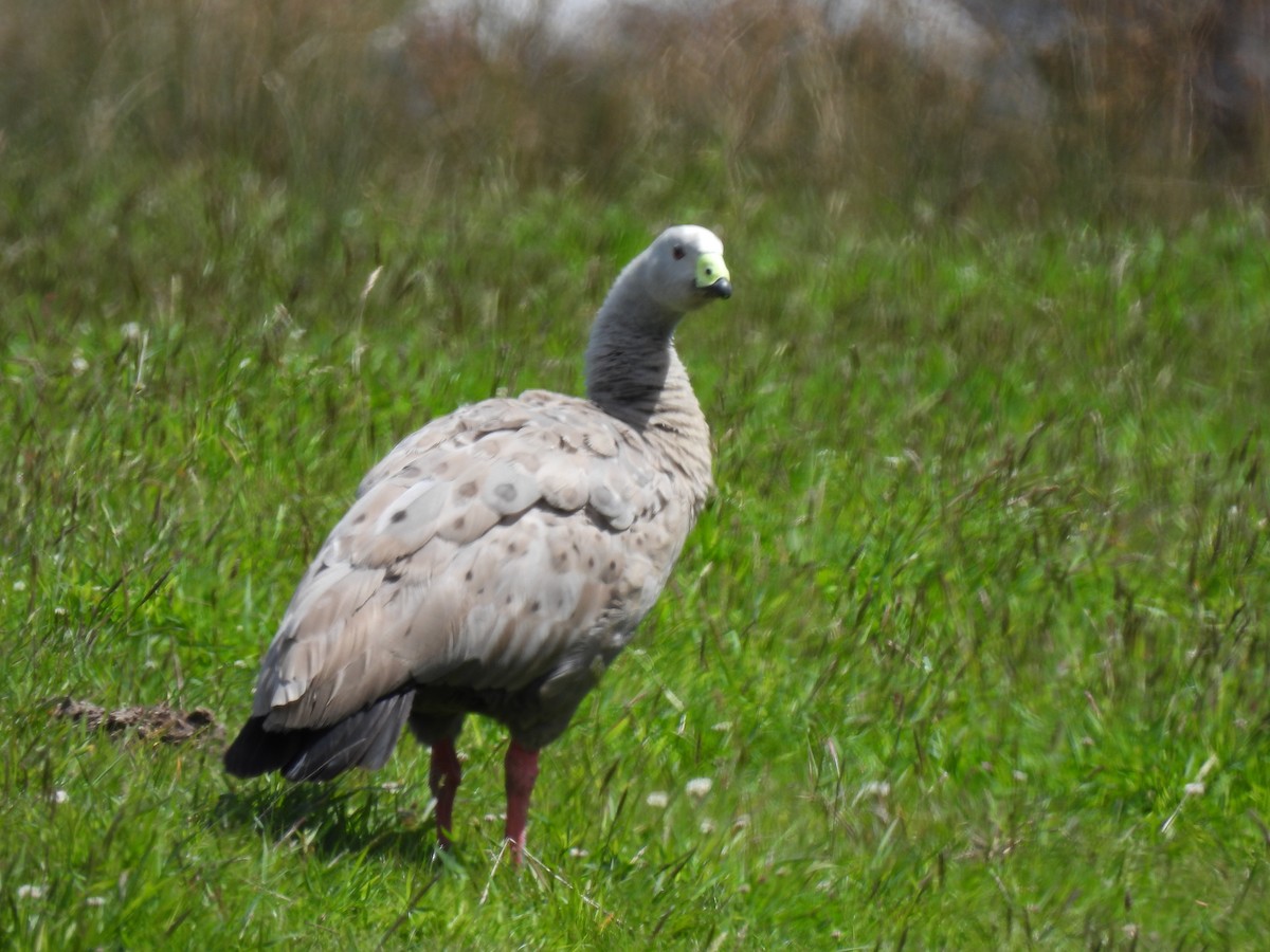 Cape Barren Goose - ML646426636