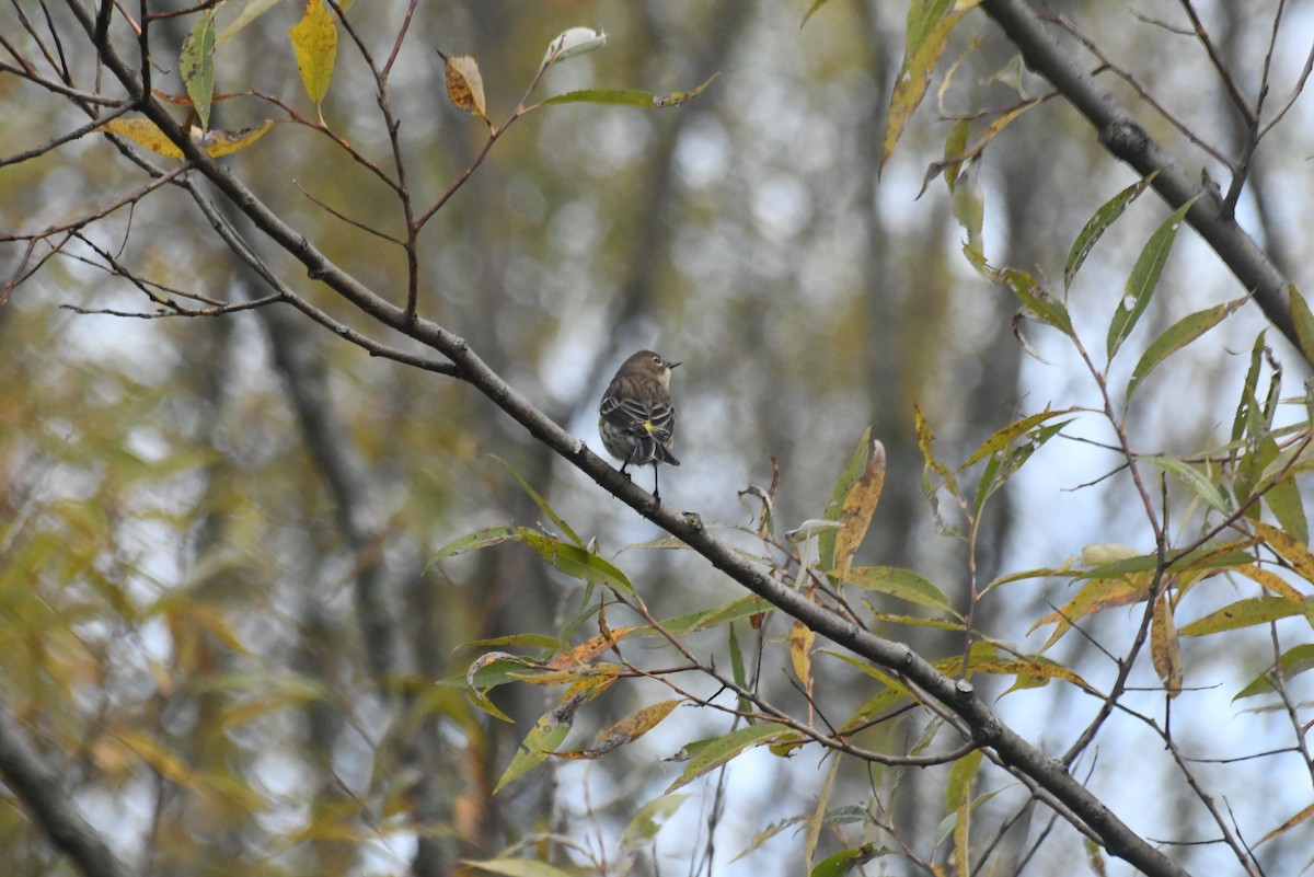 Yellow-rumped Warbler - ML646426638