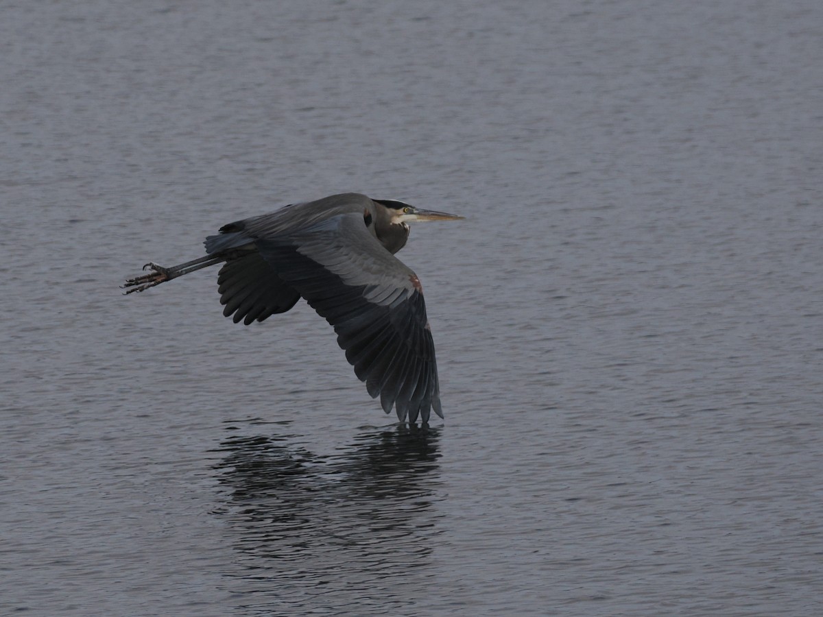 Большая голубая цапля [группа herodias] - ML646426641