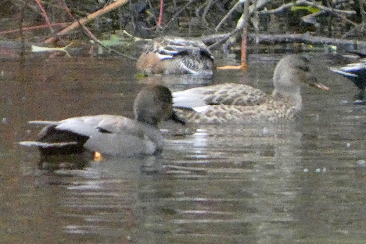 Ánade Friso - ML646426642