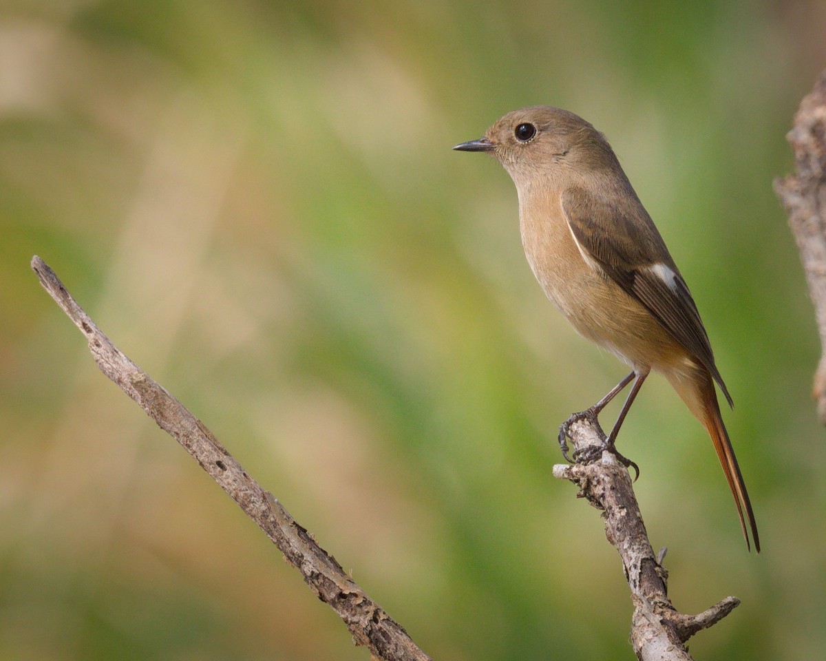 rehek daurský - ML646426650