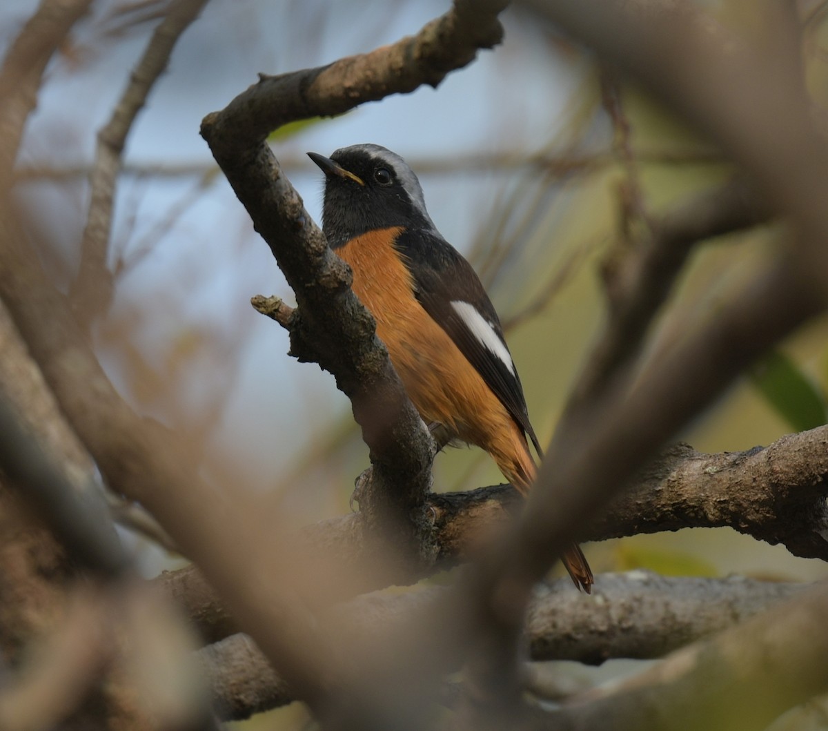 rehek daurský - ML646426651