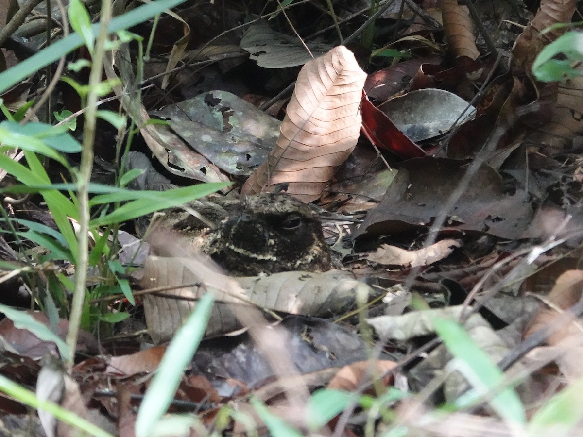 Silky-tailed Nightjar - ML646426652