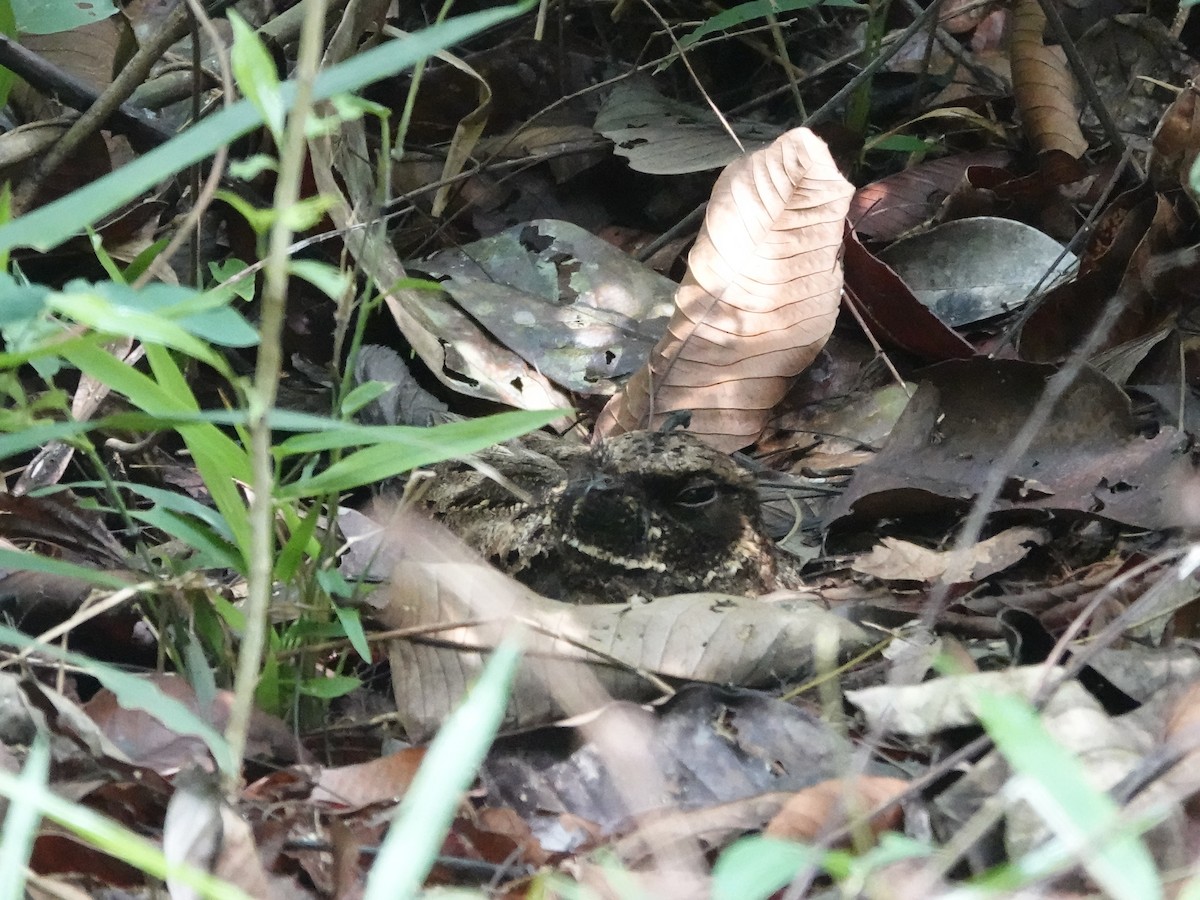 Silky-tailed Nightjar - ML646426653