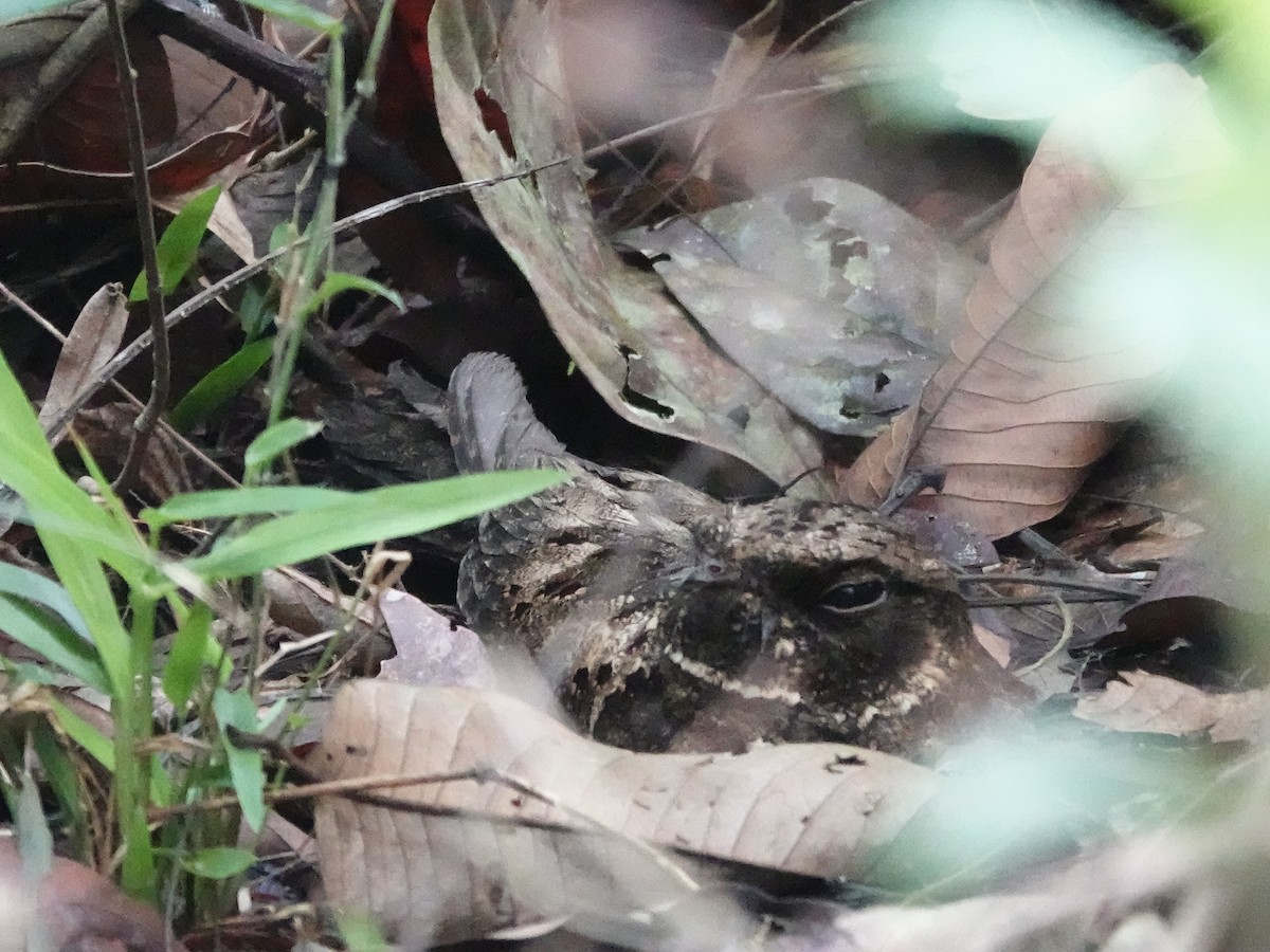 Silky-tailed Nightjar - ML646426654